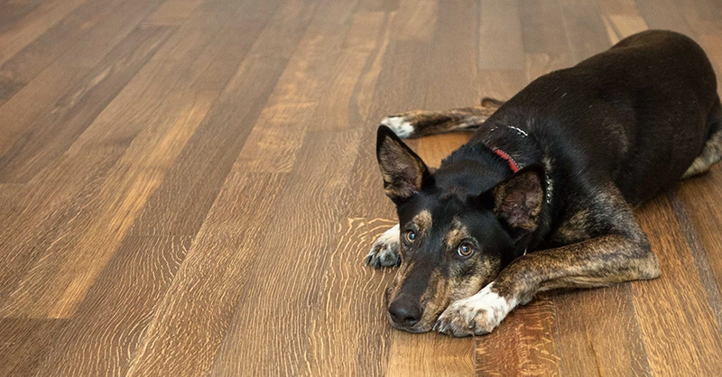 engineered wood flooring and dog